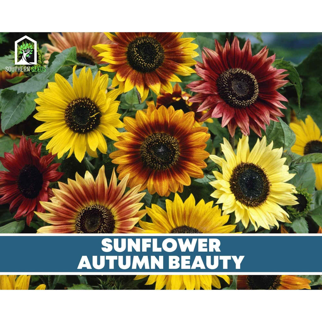 Sunflower Seed Collection – 6 Varieties by Southern Seeds
