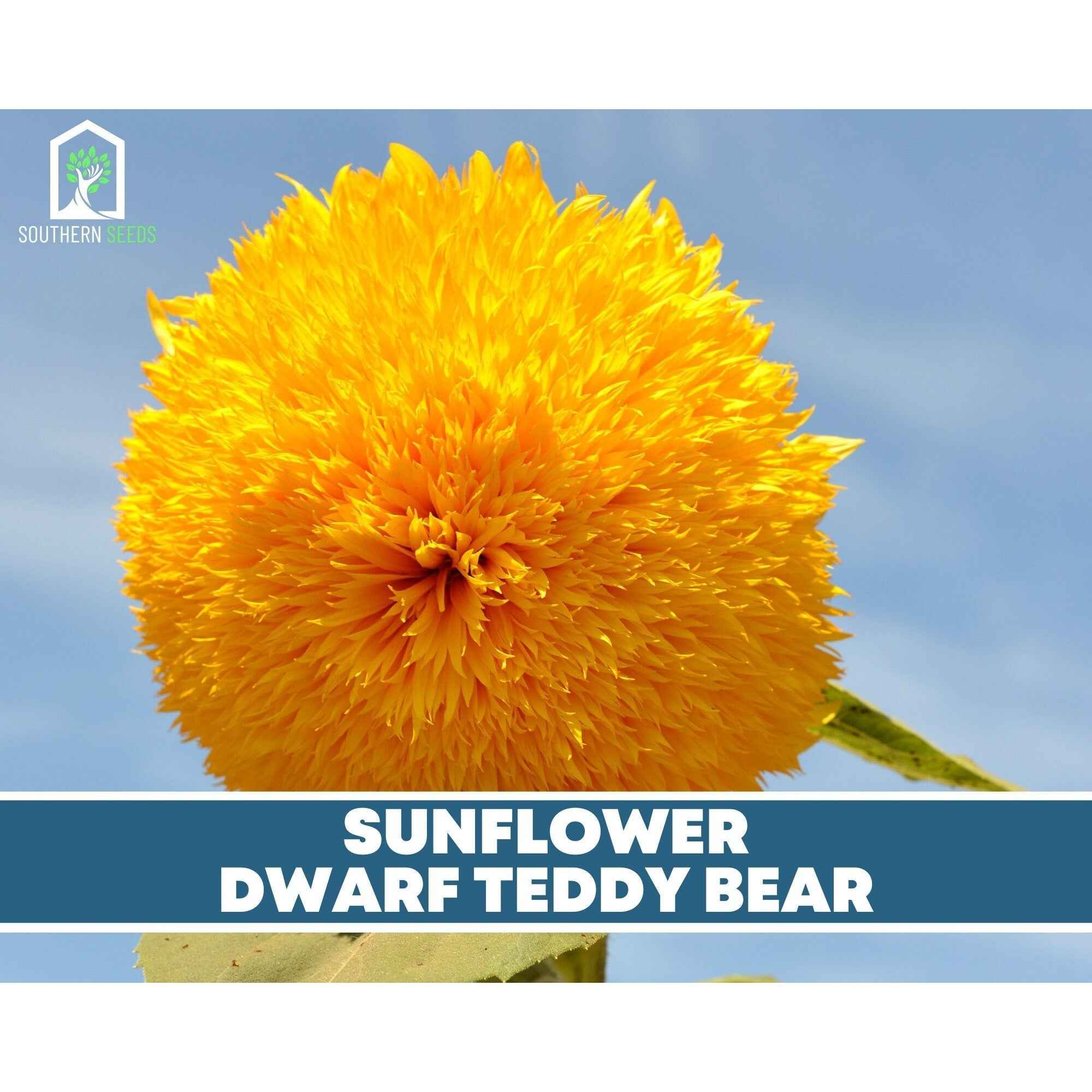 Sunflower Seed Collection – 6 Varieties by Southern Seeds