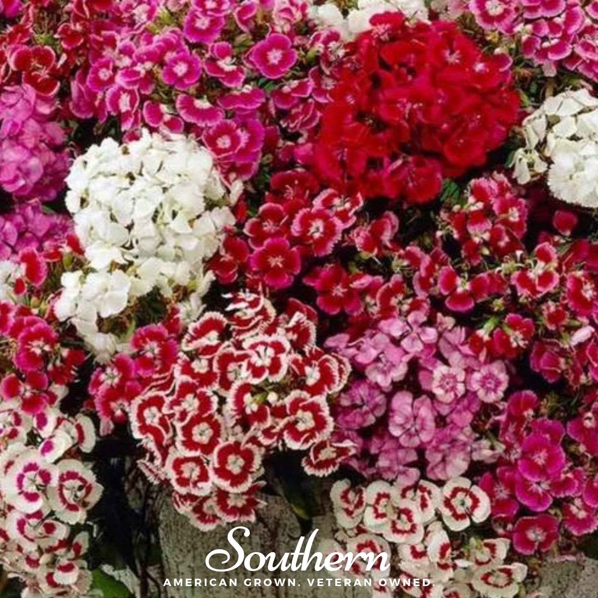 Sweet William (Dianthus) – 250 Seeds by Southern Seeds