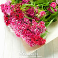Sweet William (Dianthus) – 250 Seeds by Southern Seeds