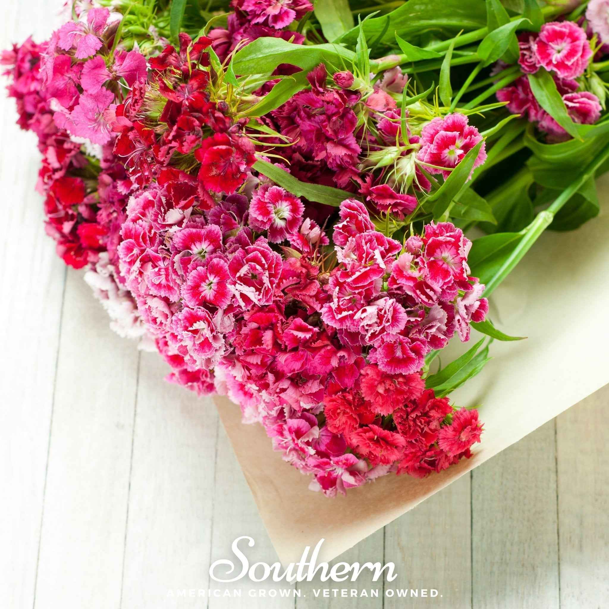 Sweet William (Dianthus) – 250 Seeds by Southern Seeds