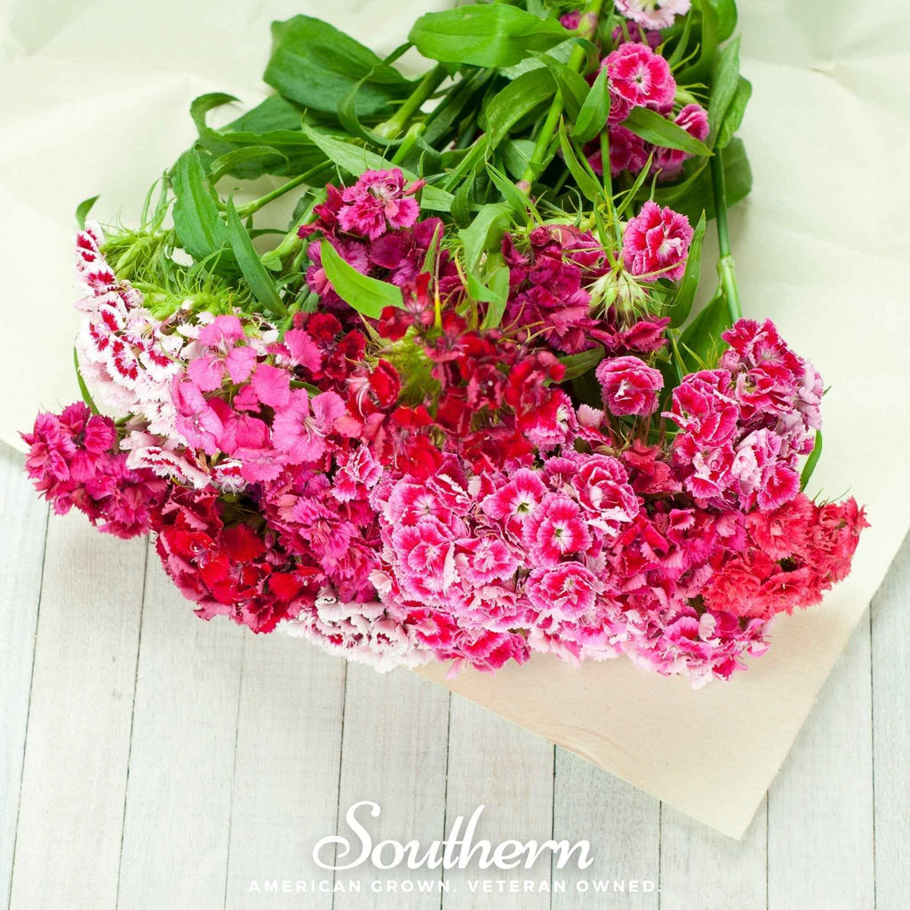 Sweet William (Dianthus) – 250 Seeds by Southern Seeds