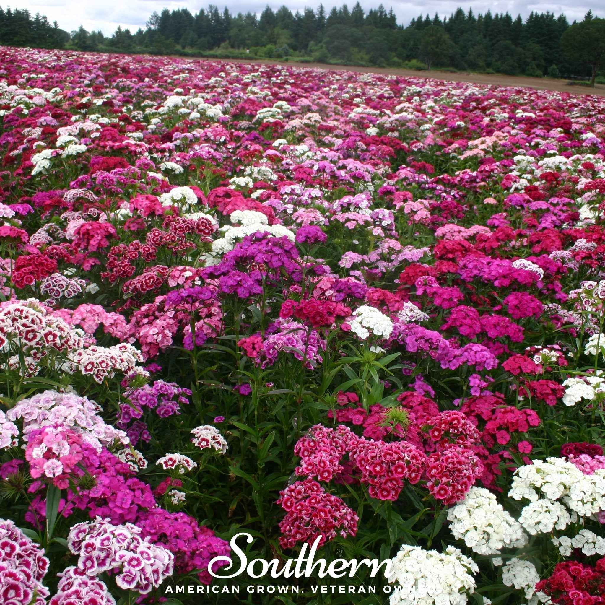 Sweet William (Dianthus) – 250 Seeds by Southern Seeds