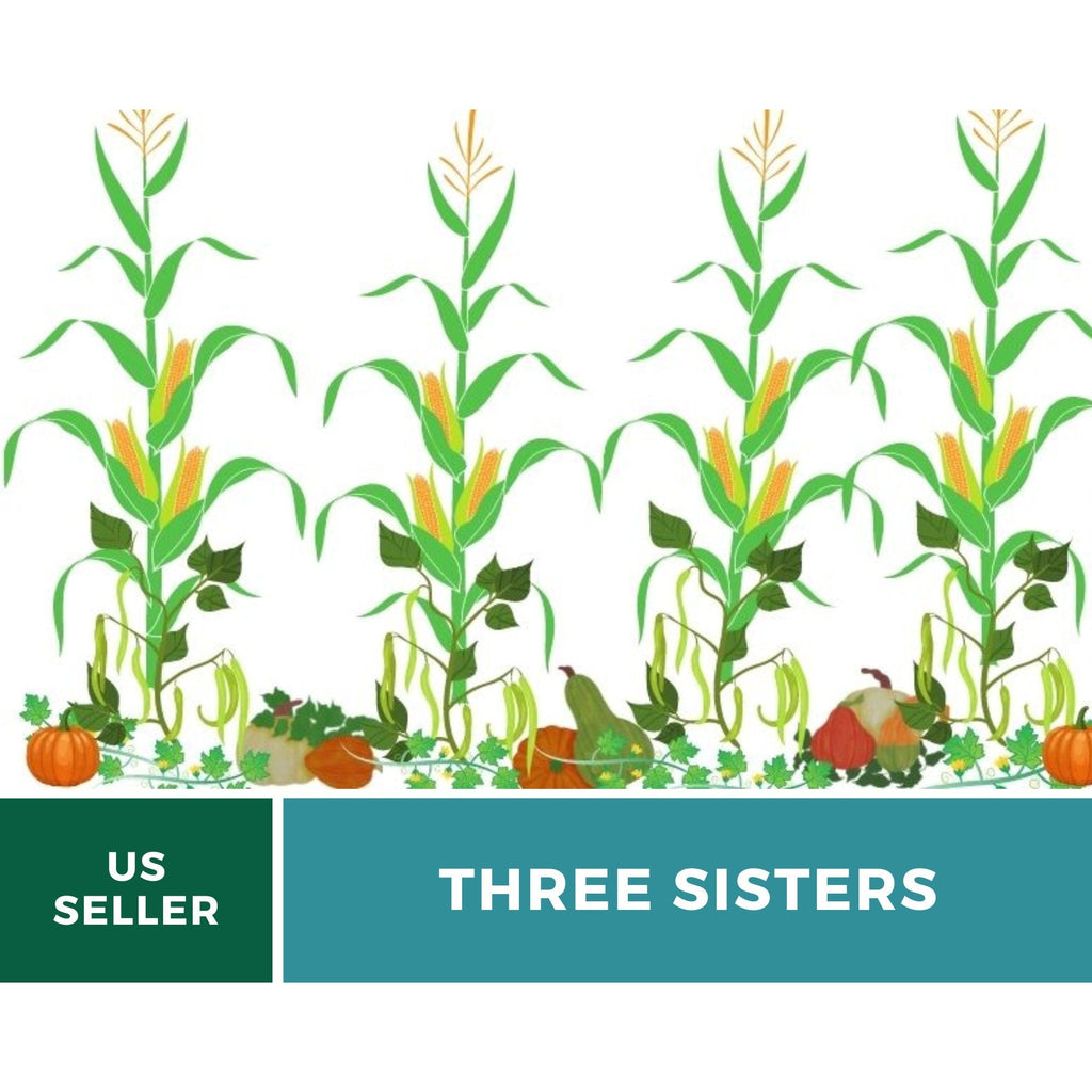 Three Sisters Seed Collection – Native American Farming – Corn, Bean, Squash by Southern Seeds