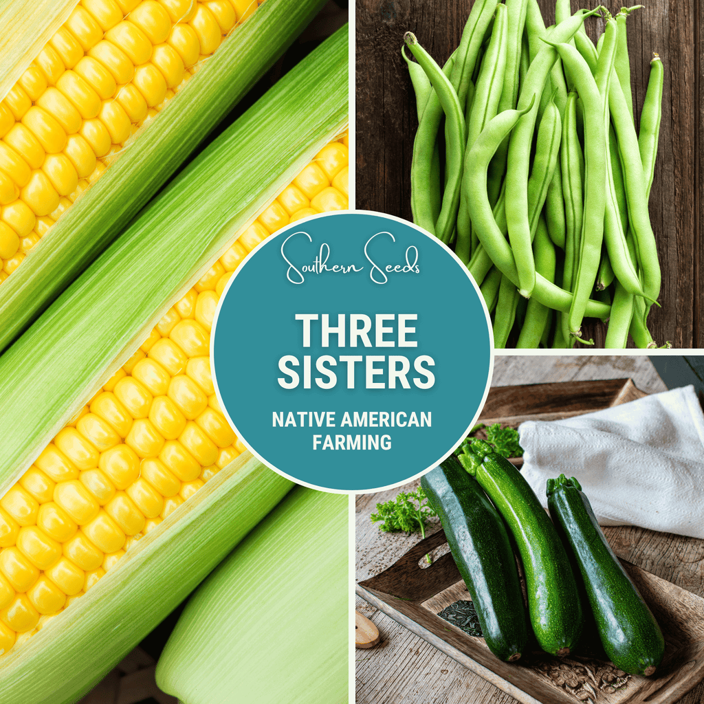 Three Sisters Seed Collection – Native American Farming – Corn, Bean, Squash by Southern Seeds