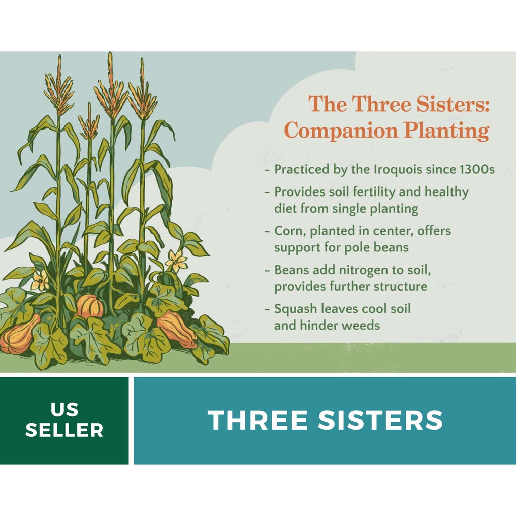Three Sisters Seed Collection – Native American Farming – Corn, Bean, Squash by Southern Seeds