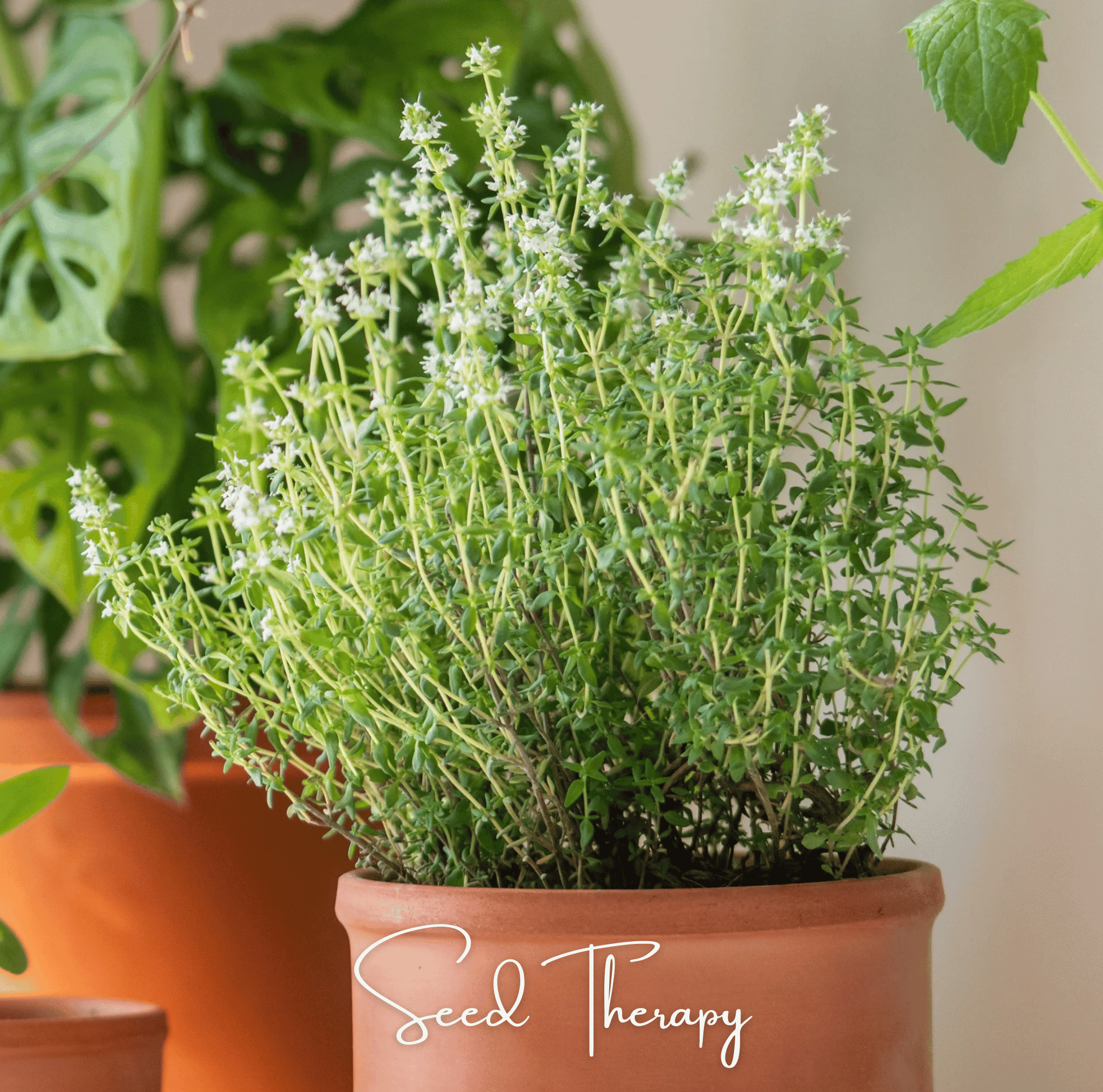 German Winter Thyme – 200 Seeds by Southern Seeds