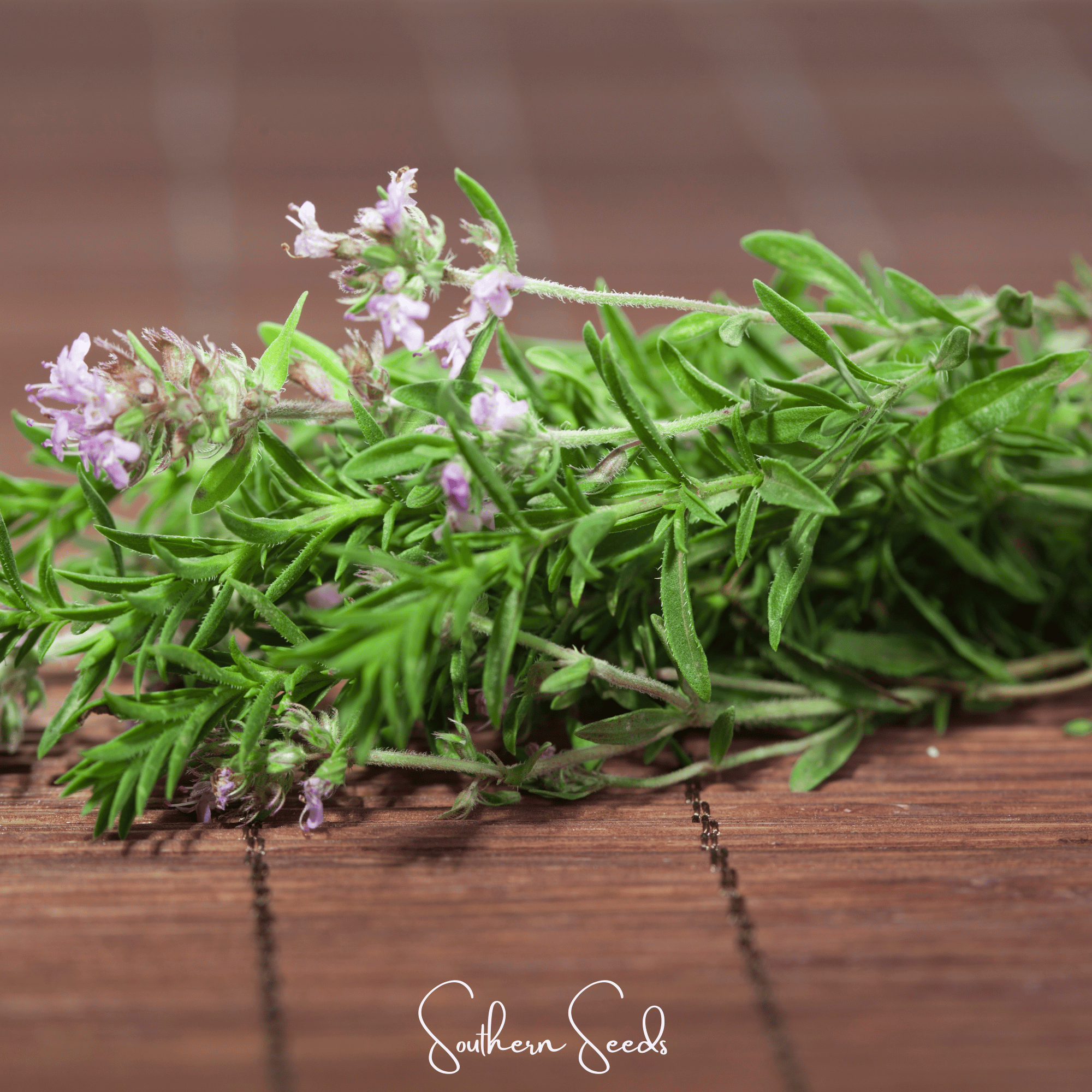 German Winter Thyme – 200 Seeds by Southern Seeds