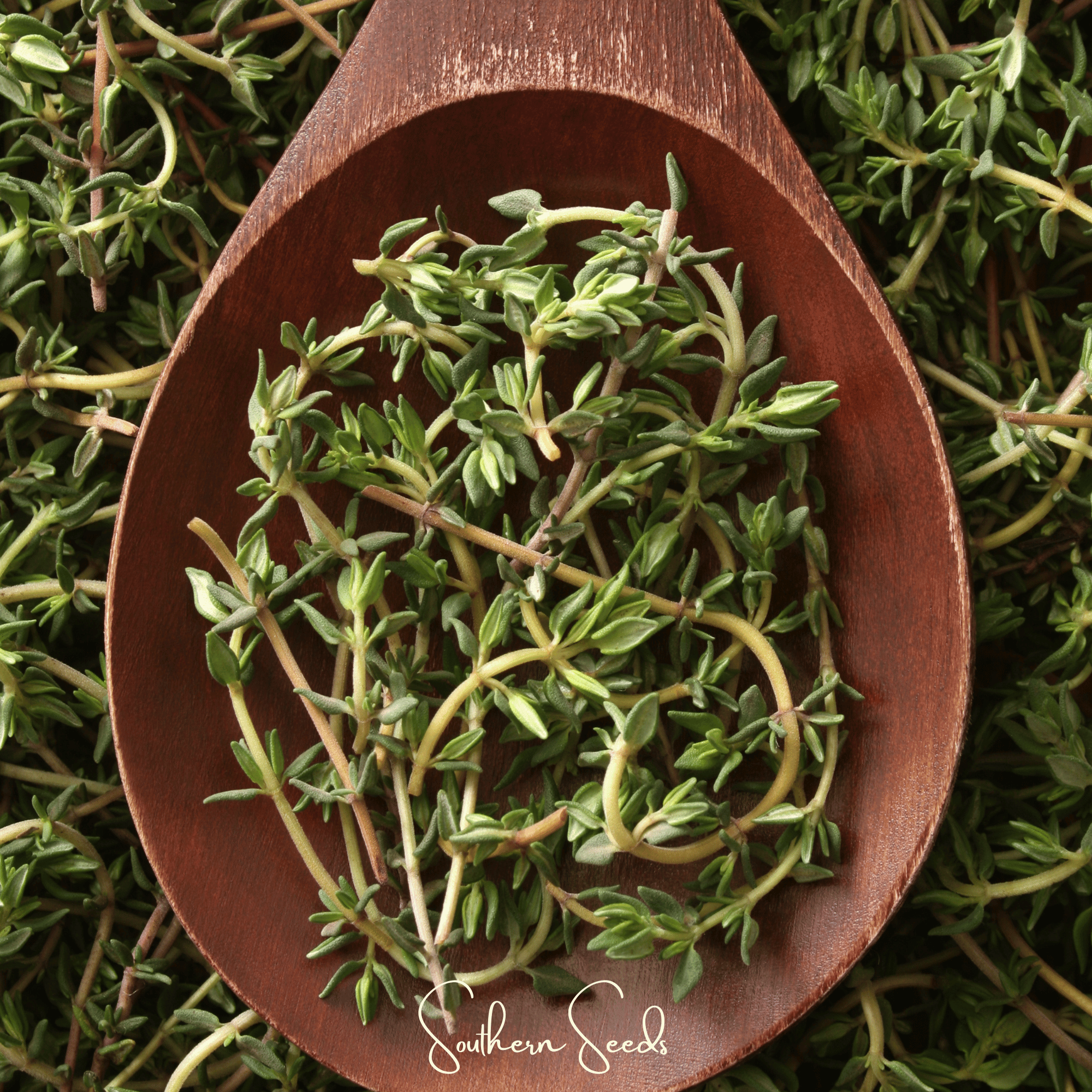 German Winter Thyme – 200 Seeds by Southern Seeds