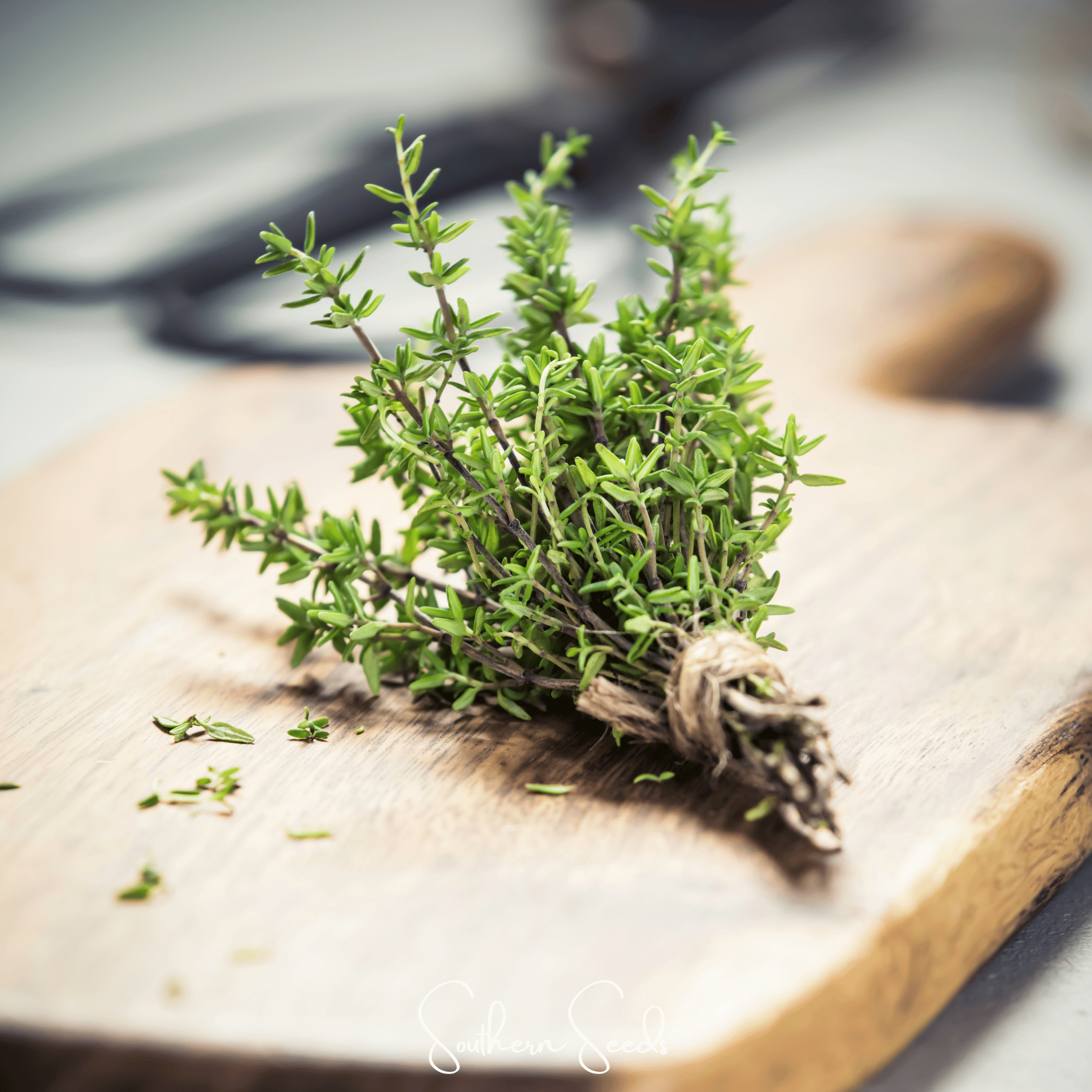 German Winter Thyme – 200 Seeds by Southern Seeds