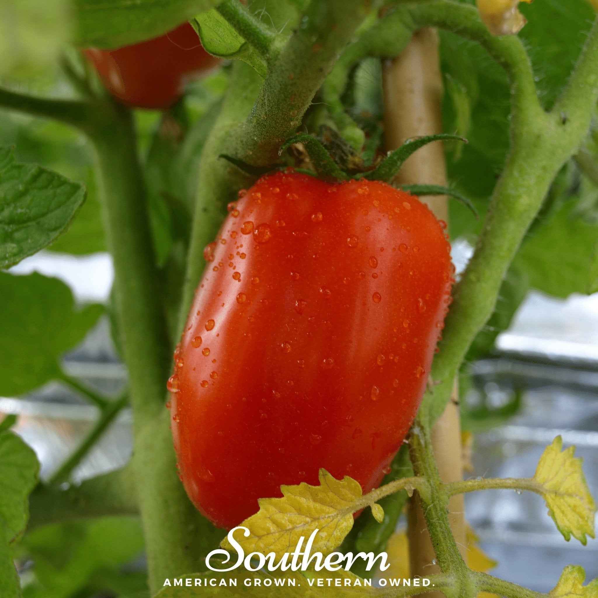 San Marzano Tomato – 50 Seeds by Southern Seeds