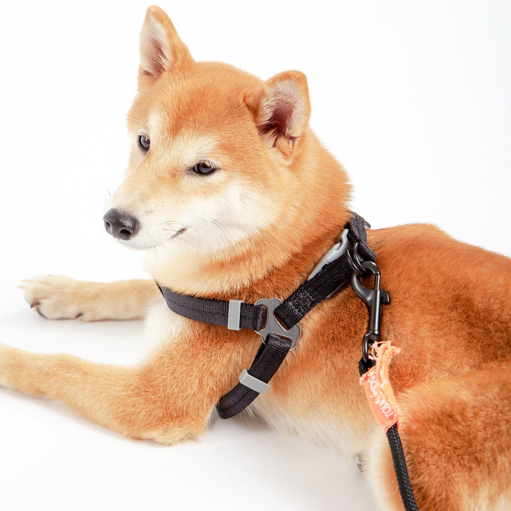 Touchdog ® 'Macaron' 2-in-1 Durable Nylon Dog Harness and Leash by Pet Life