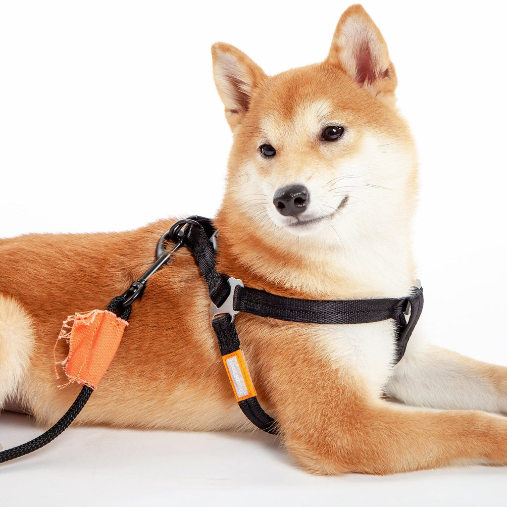 Touchdog ® 'Macaron' 2-in-1 Durable Nylon Dog Harness and Leash by Pet Life