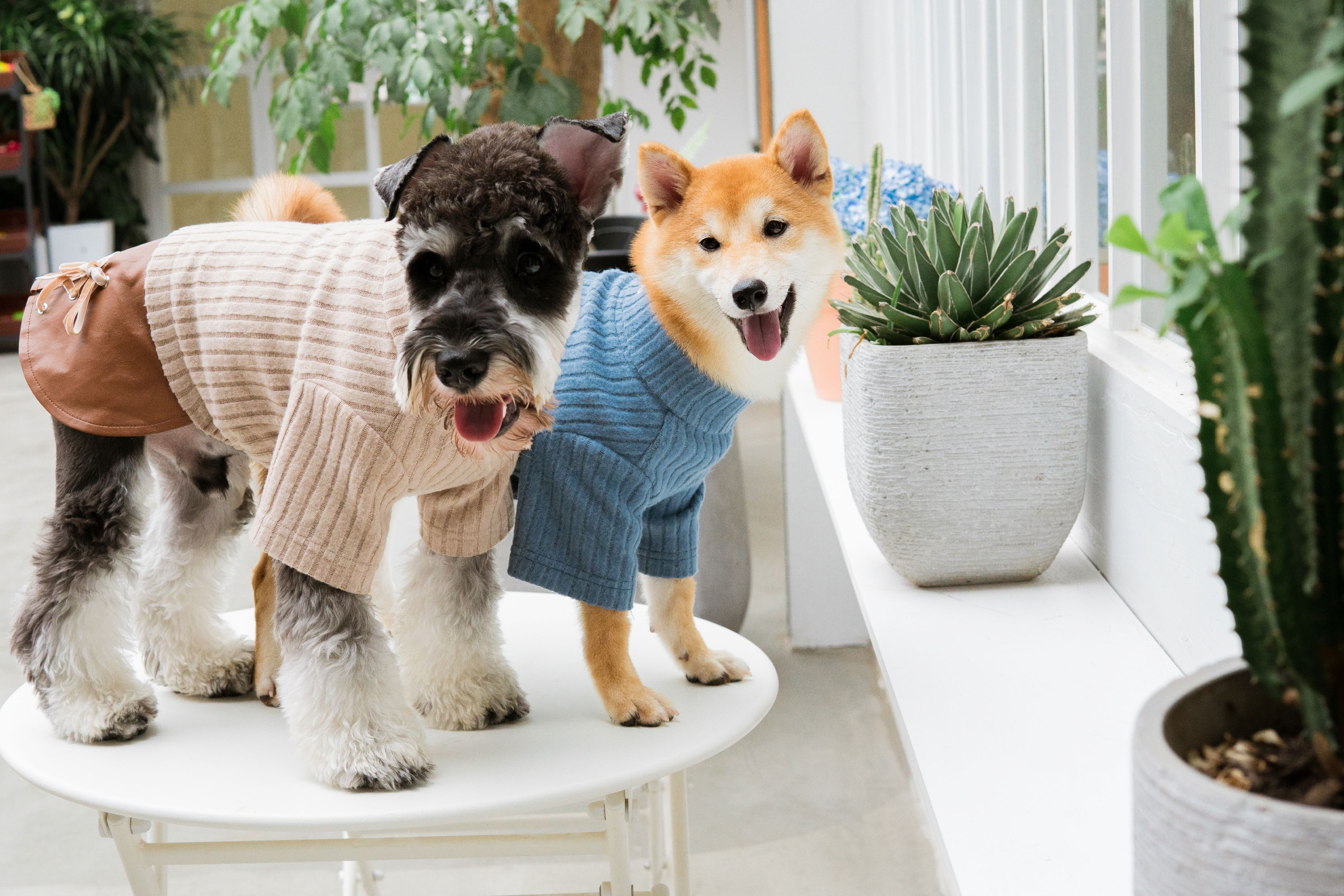 Touchdog ® 'Modress' Fashion Designer Dog Sweater and Dress by Pet Life