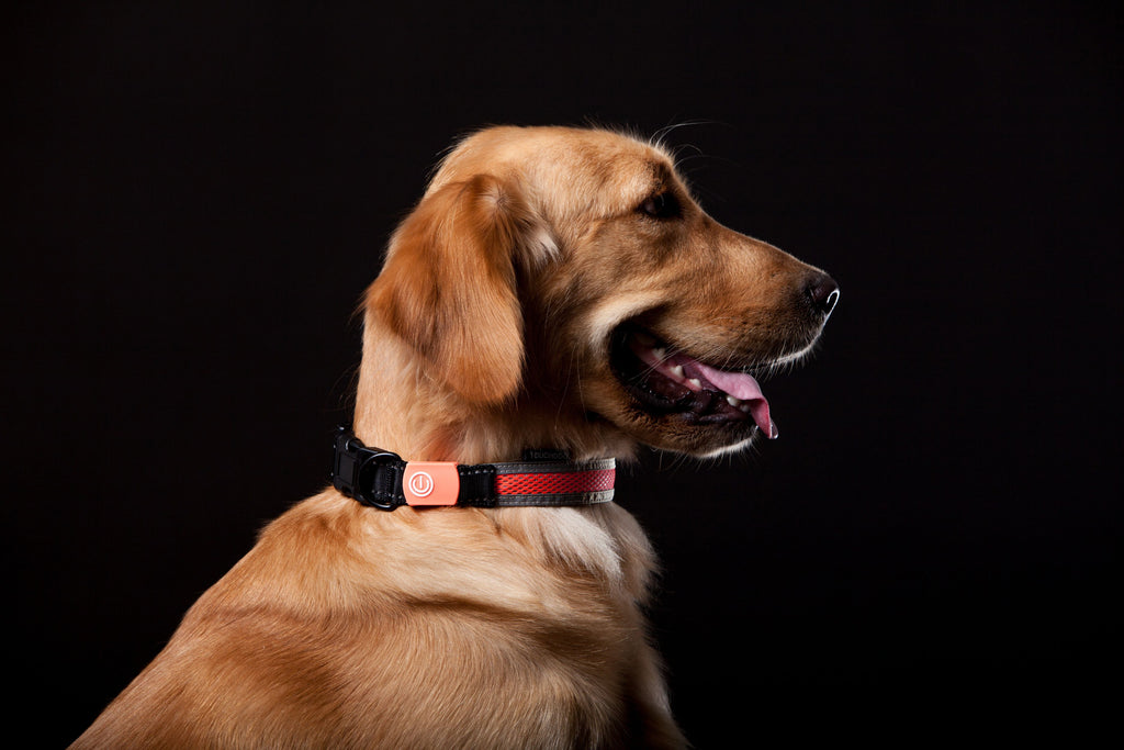 Touchdog ®'Lumiglow' 2-in-1 USB Charging LED Lighting Water-Resistant Dog Leash and Collar by Pet Life