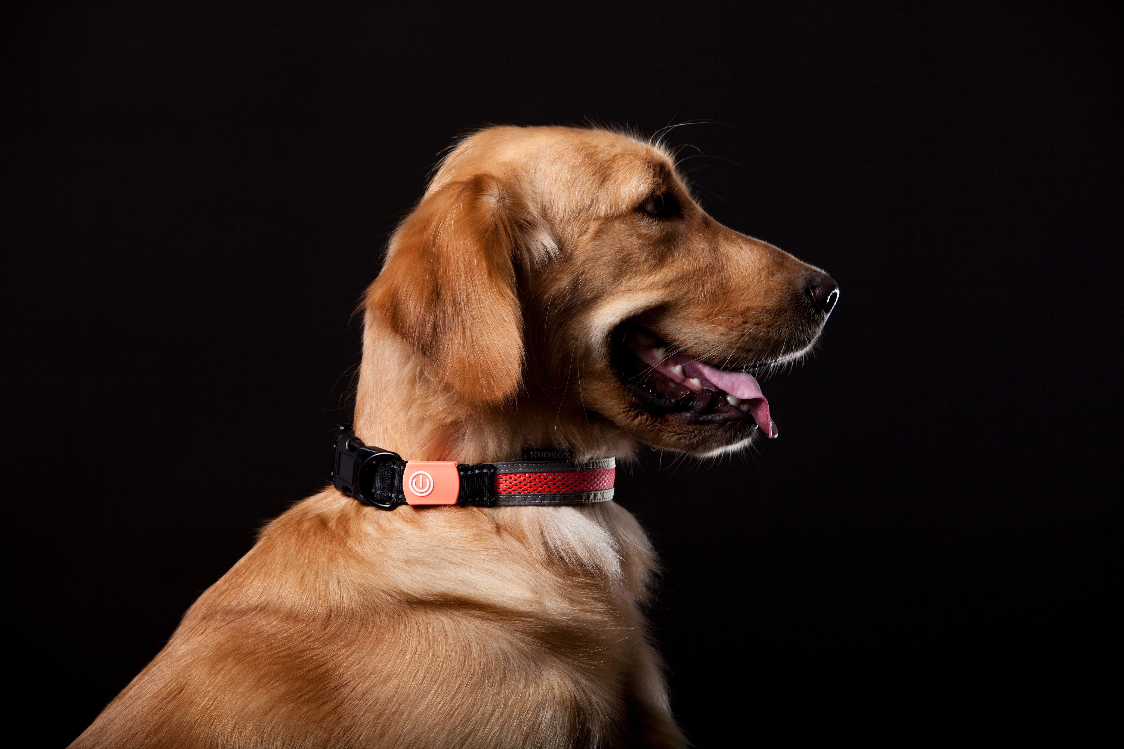Touchdog ®'Lumiglow' 2-in-1 USB Charging LED Lighting Water-Resistant Dog Leash and Collar by Pet Life
