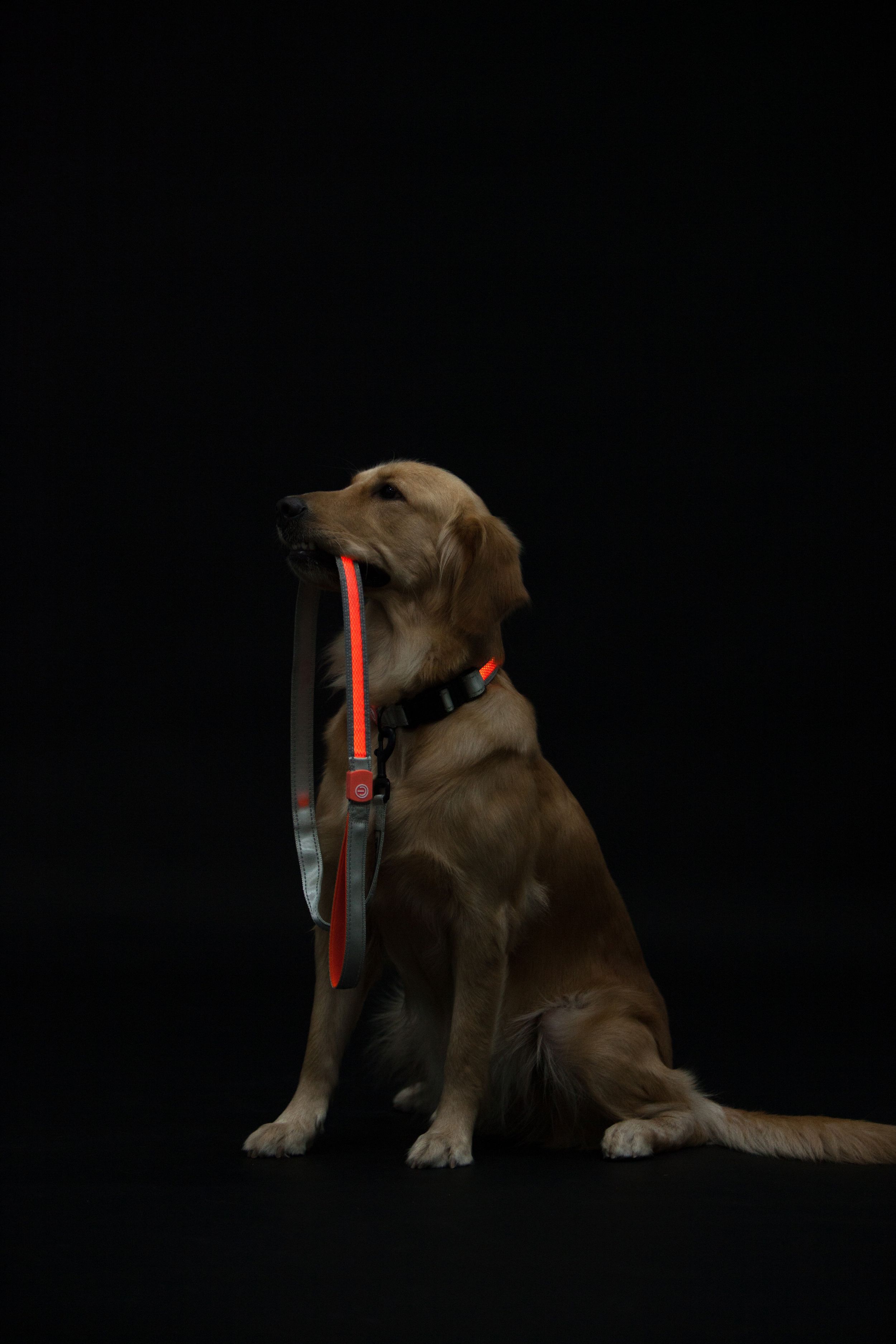 Touchdog ®'Lumiglow' 2-in-1 USB Charging LED Lighting Water-Resistant Dog Leash and Collar by Pet Life