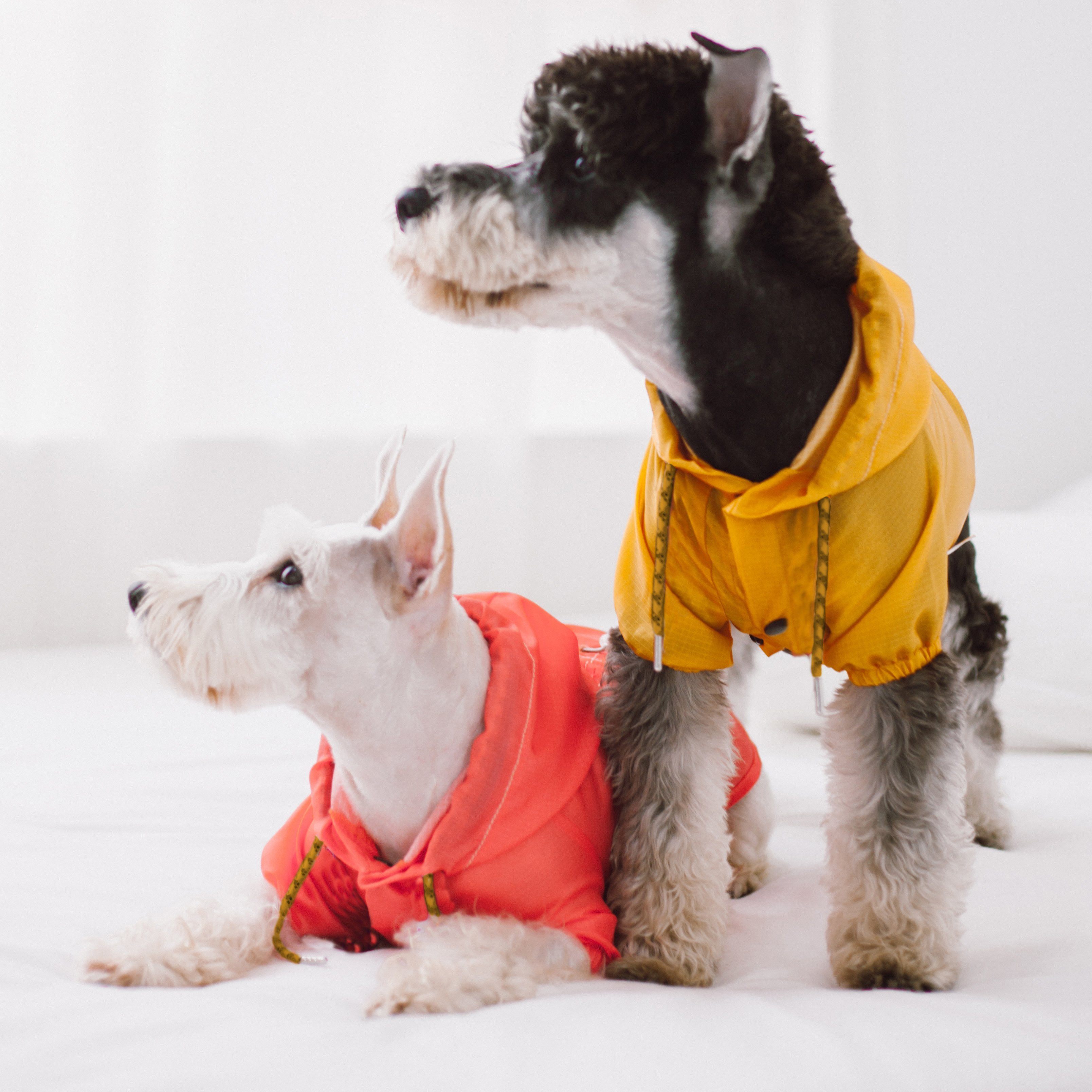 Touchdog Split-Vent Designer Waterproof Dog Raincoat by Pet Life