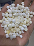 Tridacna Shell "Pearls" by Sacred Crystals