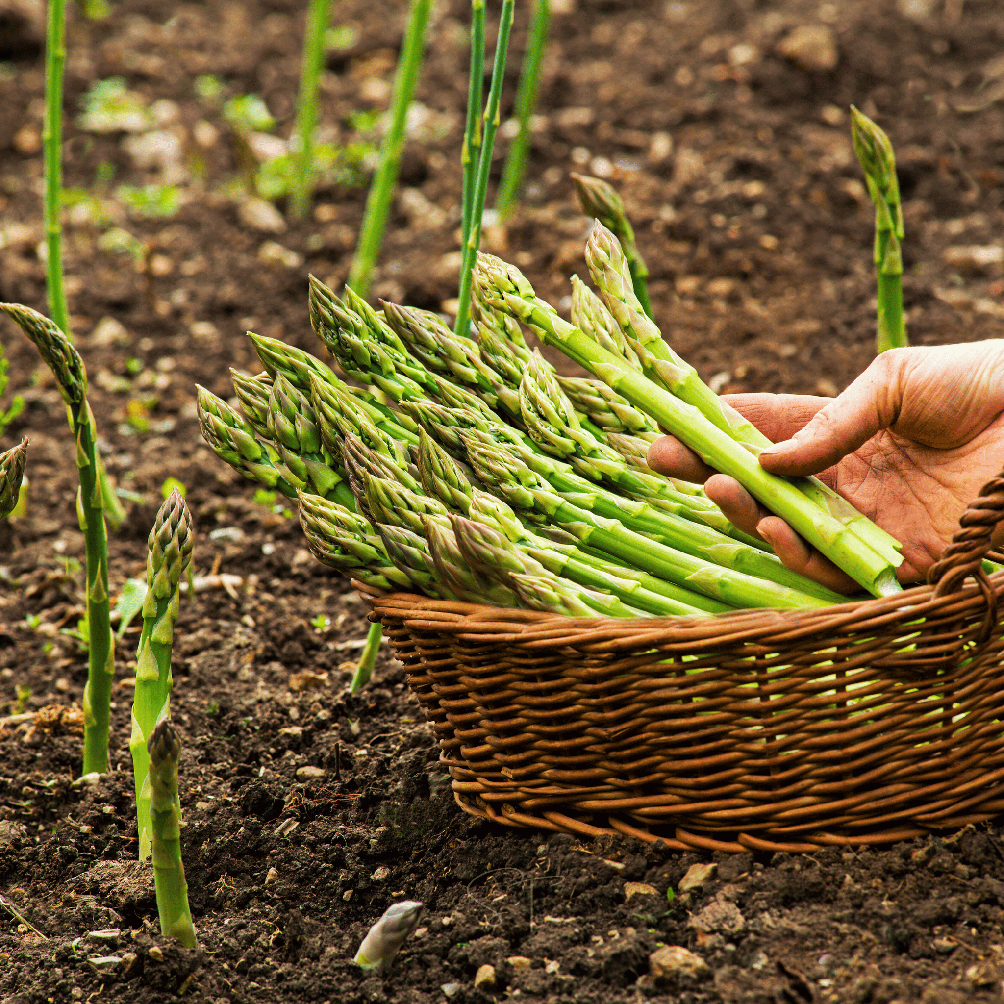 UC157 F2 Asparagus – 50 Seeds by Southern Seeds