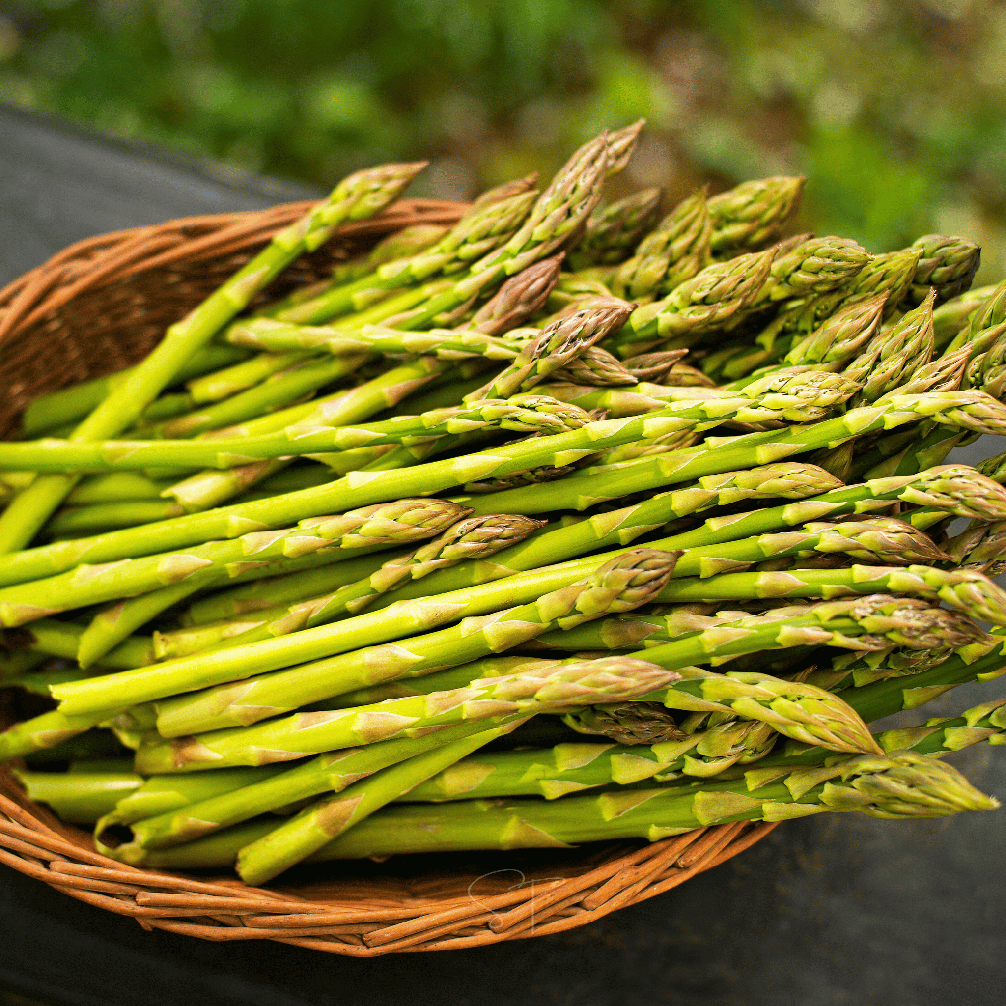 UC157 F2 Asparagus – 50 Seeds by Southern Seeds