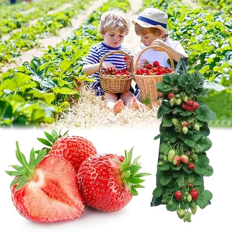 Upside Down Tomato Grow Bag by DailySale