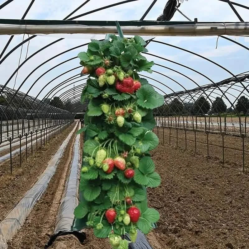 Upside Down Tomato Grow Bag by DailySale