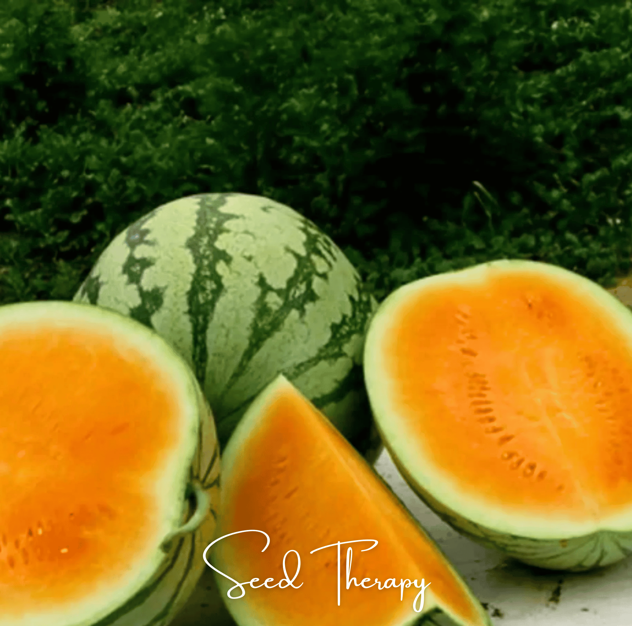 Tendersweet Orange Watermelon – 25 Seeds by Southern Seeds