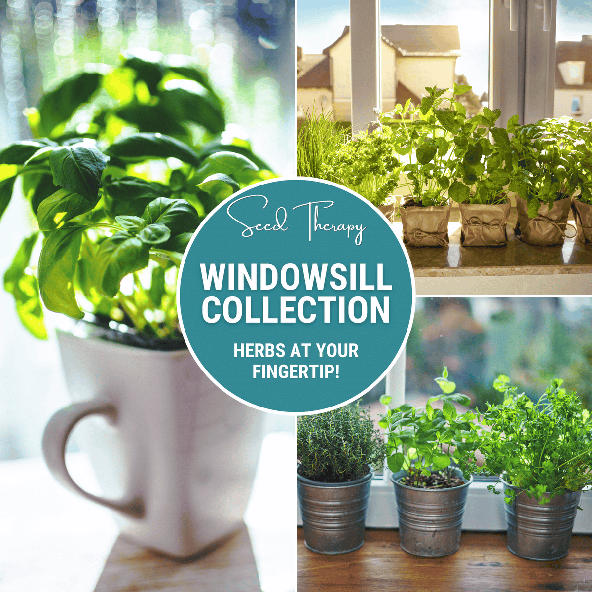 Windowsill Herb Seed Collection – 6 Culinary Herbs by Southern Seeds