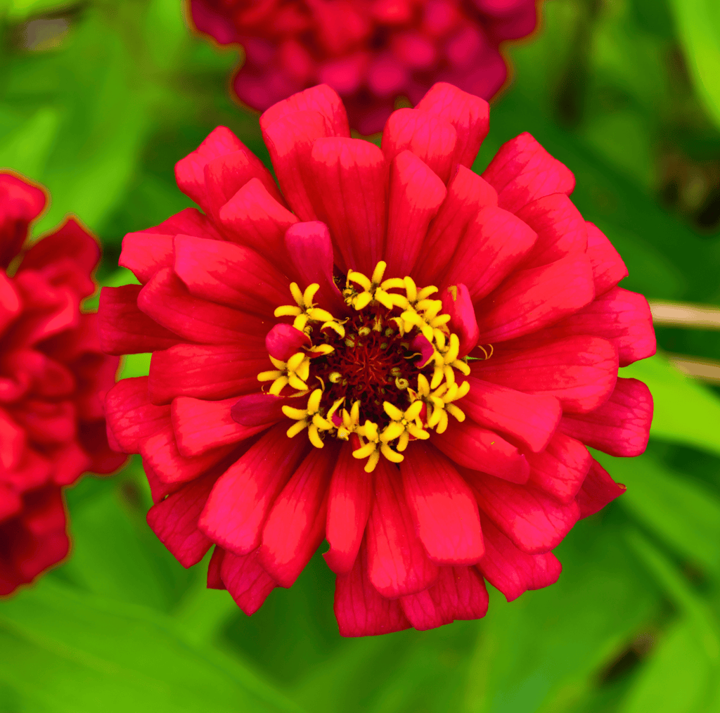 Meteor Zinnia – 100 Seeds by Southern Seeds