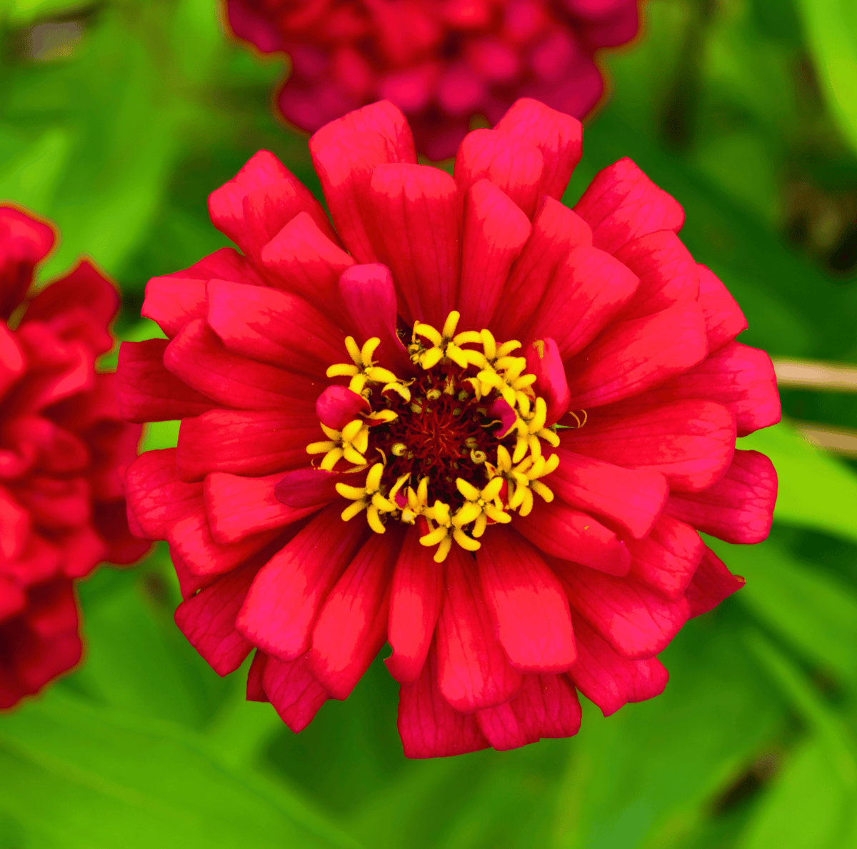 Meteor Zinnia – 100 Seeds by Southern Seeds