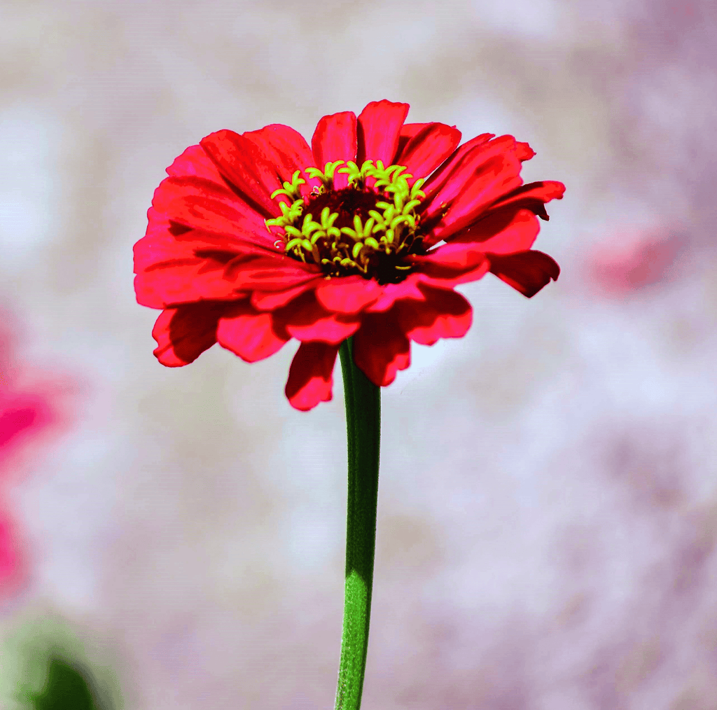 Meteor Zinnia – 100 Seeds by Southern Seeds