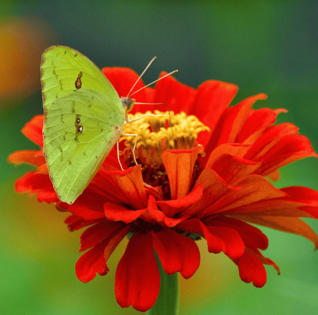 Meteor Zinnia – 100 Seeds by Southern Seeds